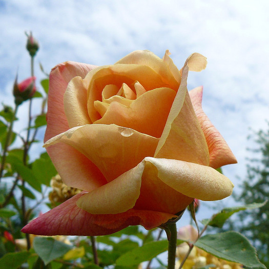 P1540080 - TRANDAFIRI