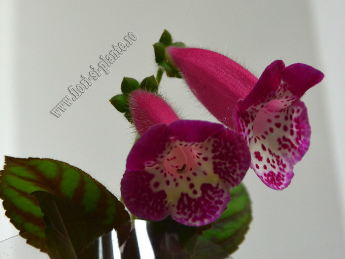 NEW - Kohleria Marta; 2012
