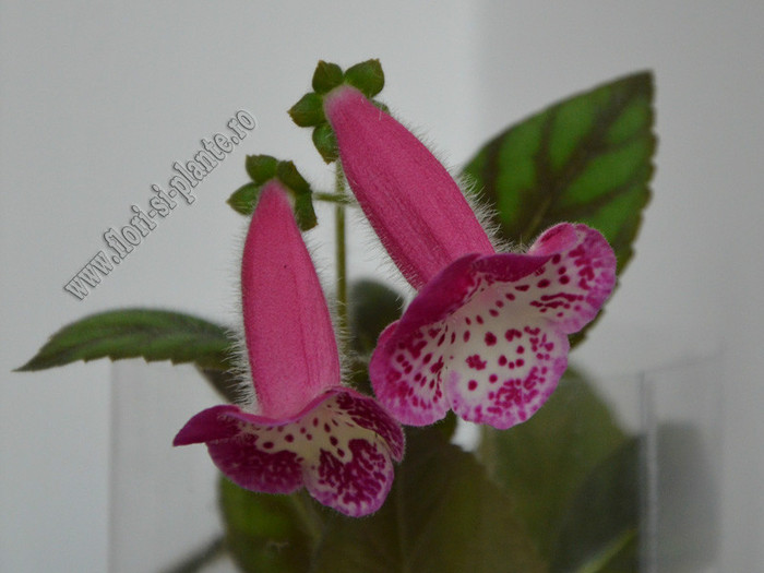 NEW - Kohleria Marta; 2012
