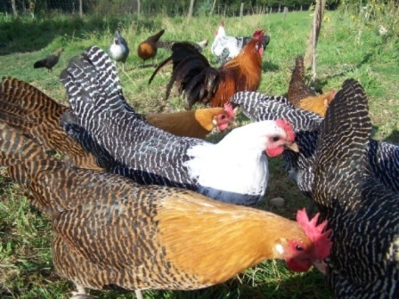 brakelhuehner-de vanzare gaini