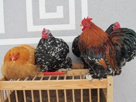 cochin-pitici si alte rase