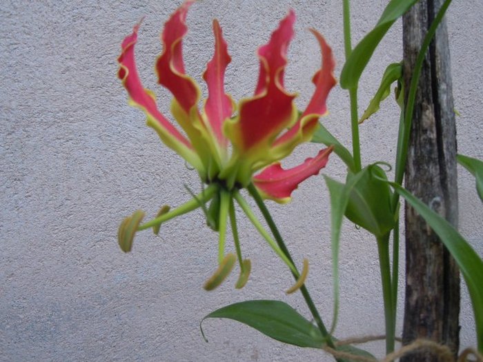 gloriosa rothschildiana, in timpul infloririi