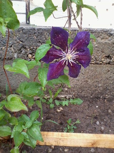 2012-05-20 14.54.35 - Clematite