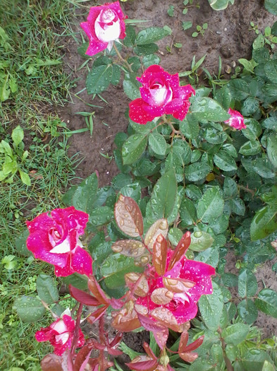 2012-05-20 14.51.57 - Trandafiri