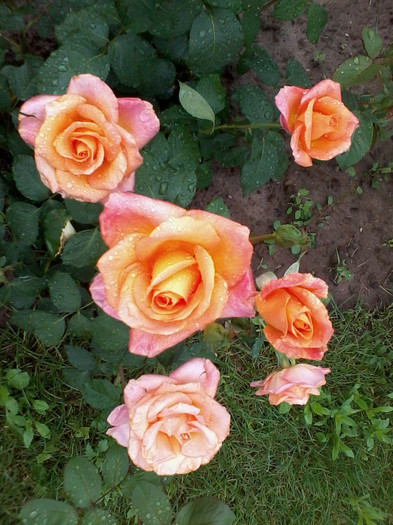 2012-05-20 14.52.11 - Trandafiri