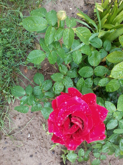 2012-05-20 14.53.12 - Trandafiri