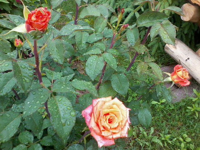 2012-05-20 14.53.41 - Trandafiri