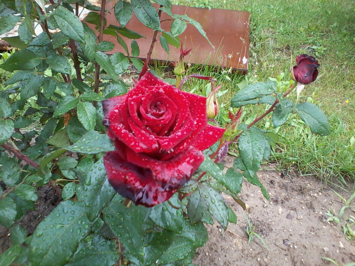 2012-05-20 14.54.10 - Trandafiri