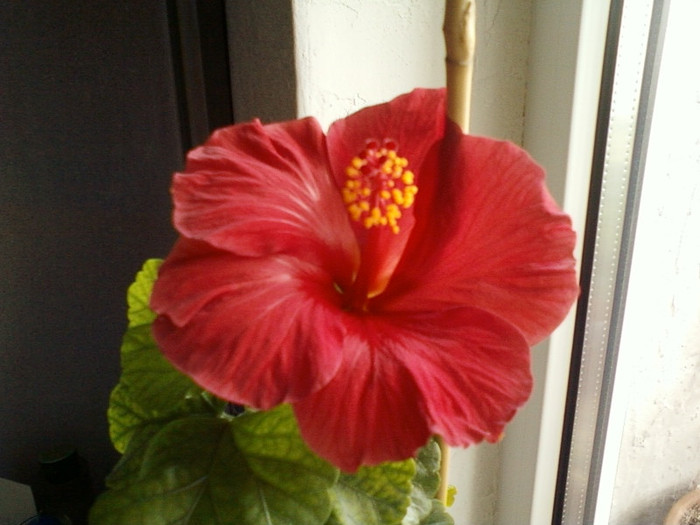 20 mai 2012-flori 001