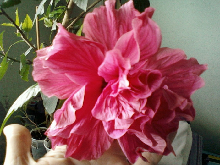 20 mai 2012-flori 013