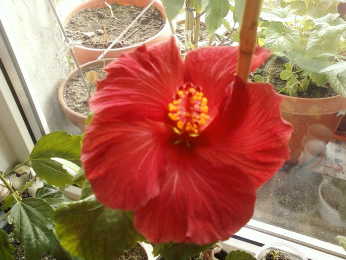 20 mai 2012-flori 035