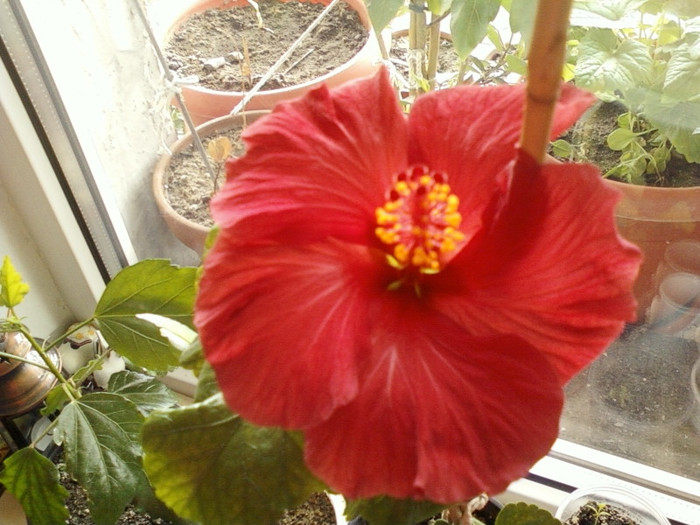 20 mai 2012-flori 037