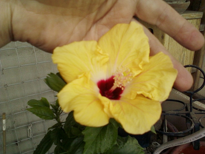 asa a inflorit holliday yellow ,azi...