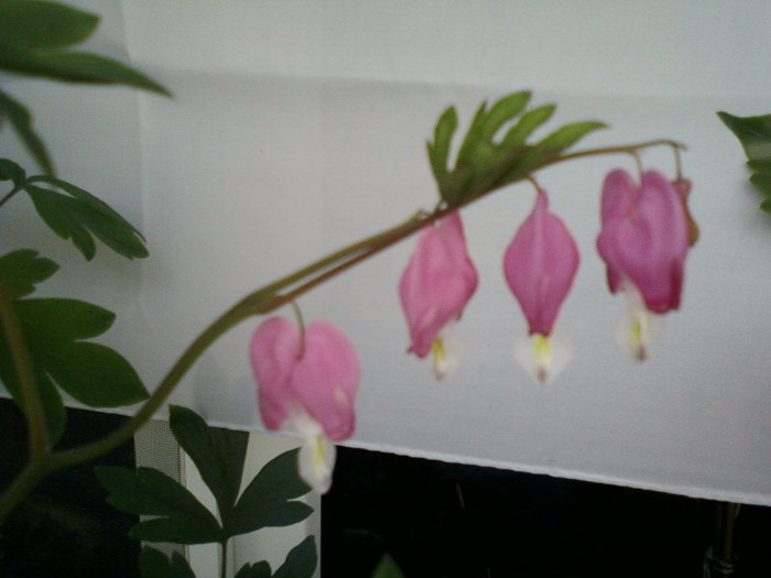 20 mai 2012-flori 058 - dicentra spectabilis