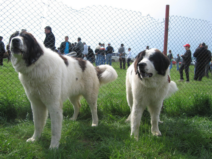 expo veresti