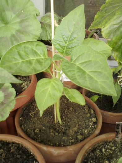 brugmansia sanguinea(rosie) - brugmansia si datura