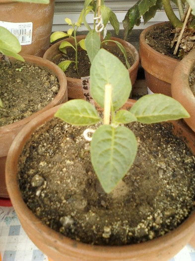 brugmansia roz - brugmansia si datura