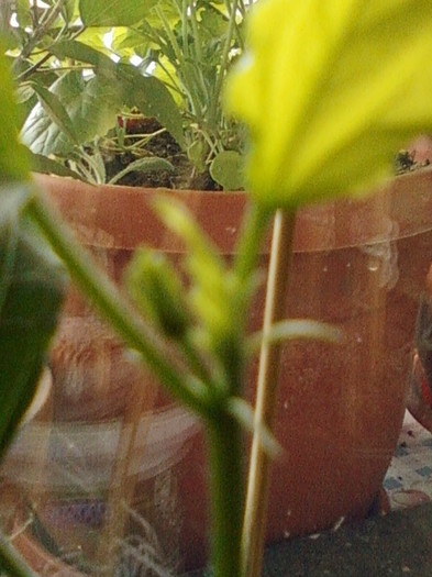 20 mai 2012-flori 038