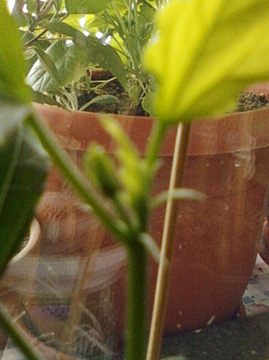 20 mai 2012-flori 041