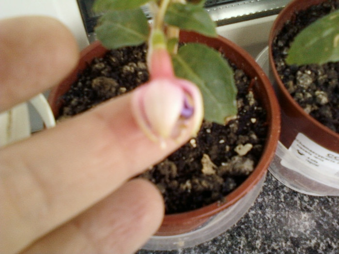 20 mai 2012-flori 005