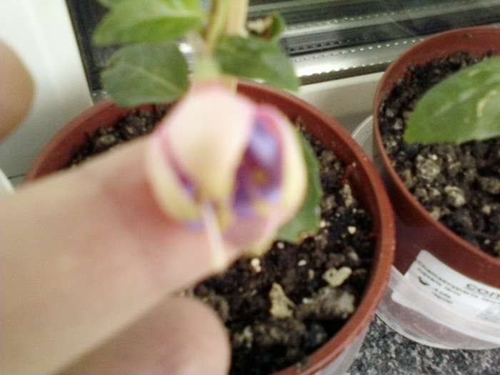 20 mai 2012-flori 006