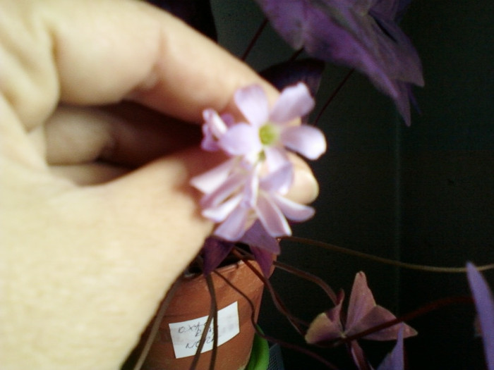 flori la oxalis rosu