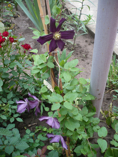 20.05.2012 - GRADINA 2012