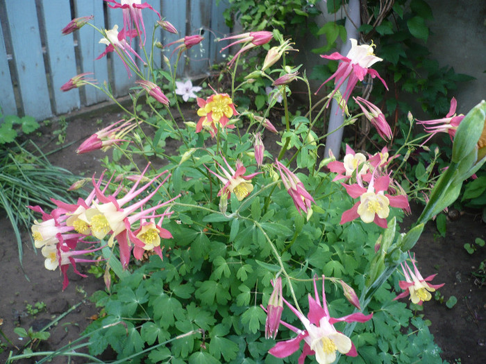 P1130746 - GRADINA 2012