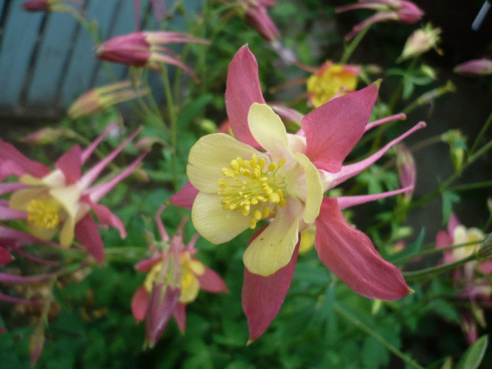 P1130747 - GRADINA 2012