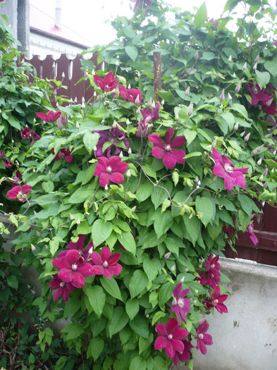 P1130748 - GRADINA 2012