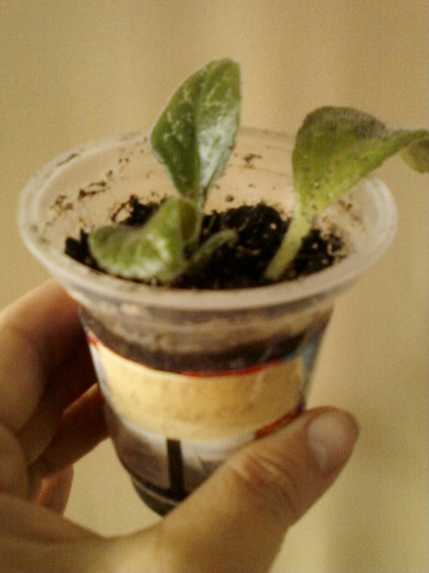 20 mai 2012-flori 045