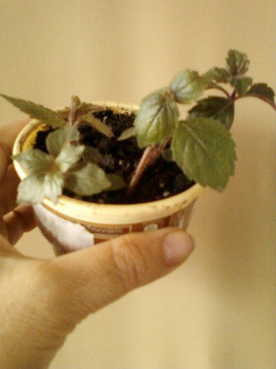 20 mai 2012-flori 051 - primite