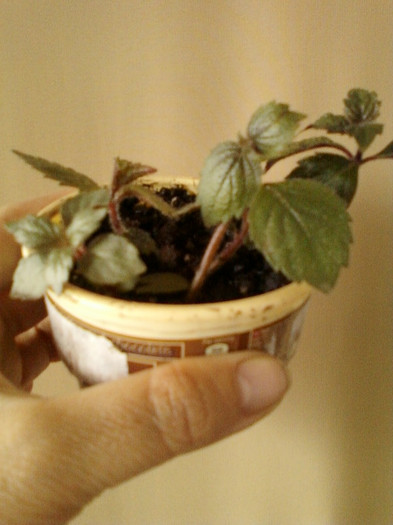 20 mai 2012-flori 054 - primite