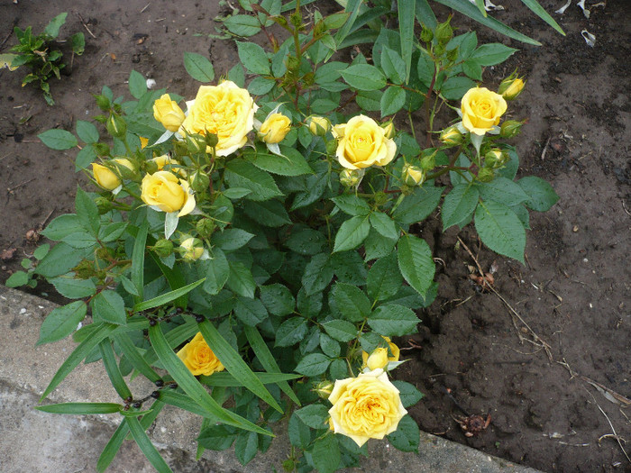 P1130757 - GRADINA 2012