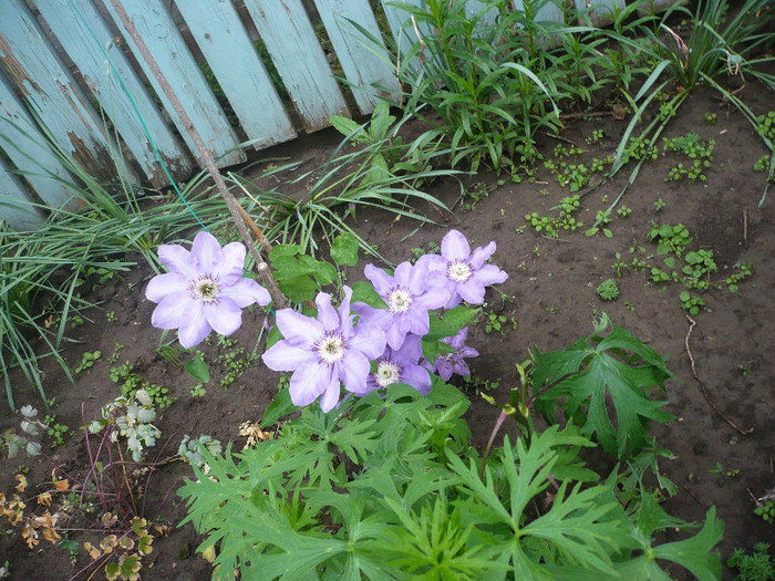 P1130758 - GRADINA 2012