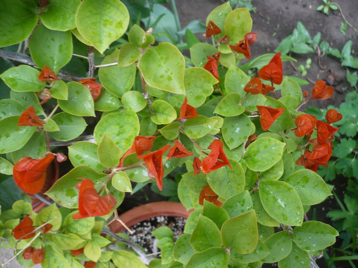 P1130760 - zzz-BOUGAINVILLEA-2012