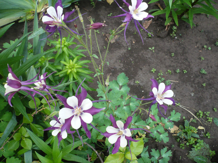 P1130761 - GRADINA 2012