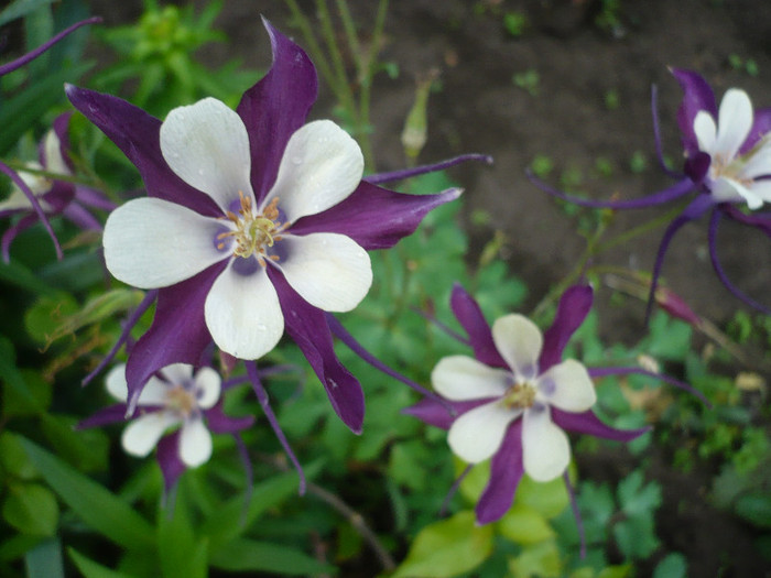 P1130762 - GRADINA 2012