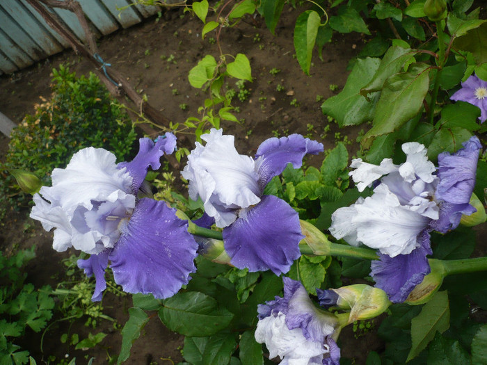 P1130763 - GRADINA 2012