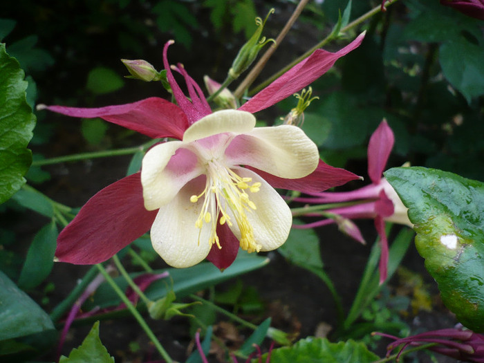 P1130765 - GRADINA 2012