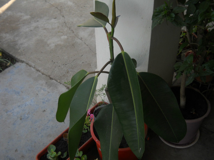 DSCN3323 - 1 flori 2012