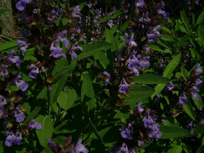 DSCI0849 - salvia