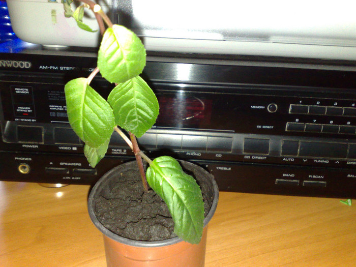 fucsia de la Nicoleta (plante)-decedat