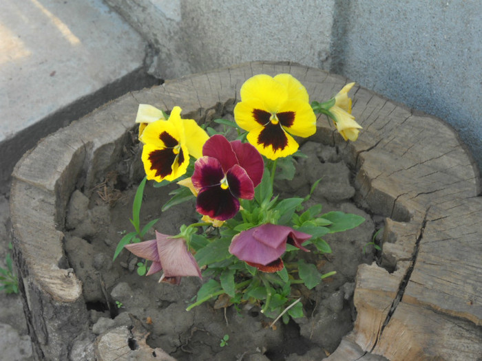 DSCN3199 - 13 flori de mai 2012