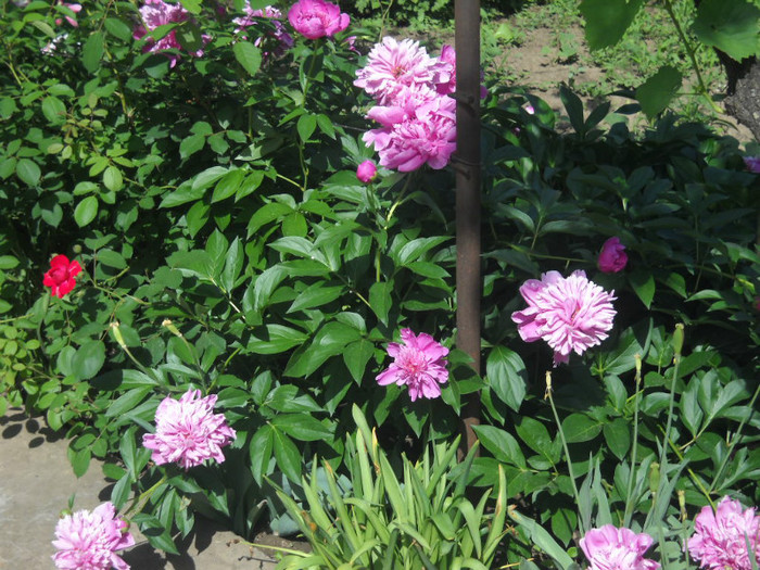 DSCN3215 - 13 flori de mai 2012