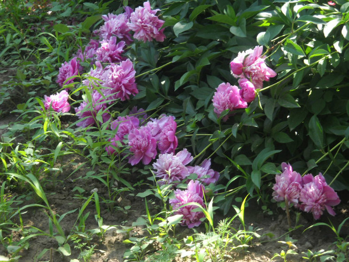 DSCN3237 - 13 flori de mai 2012