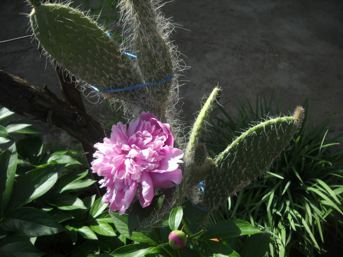 DSCN3251 - 13 flori de mai 2012