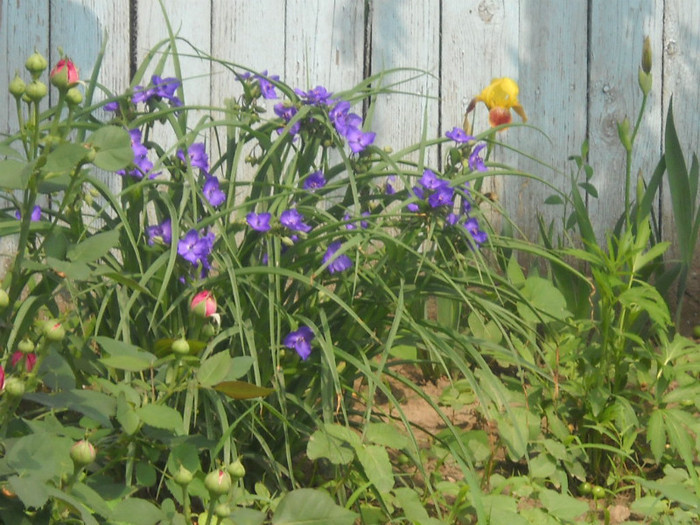 DSCN3285 - 13 flori de mai 2012