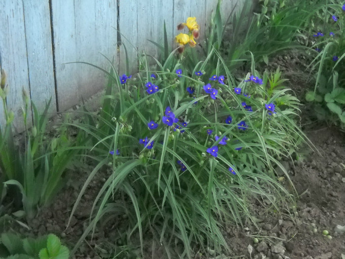 DSCN3294 - 13 flori de mai 2012