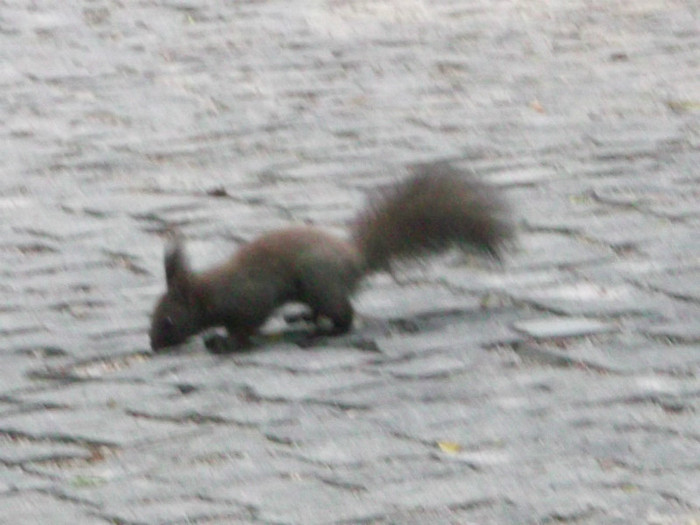 IA SA MAI CAUT NISCAIVA URME